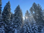 Snowy trees